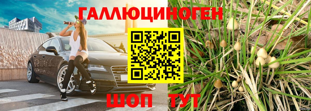 Псилоцибиновые грибы Psilocybe Тосно