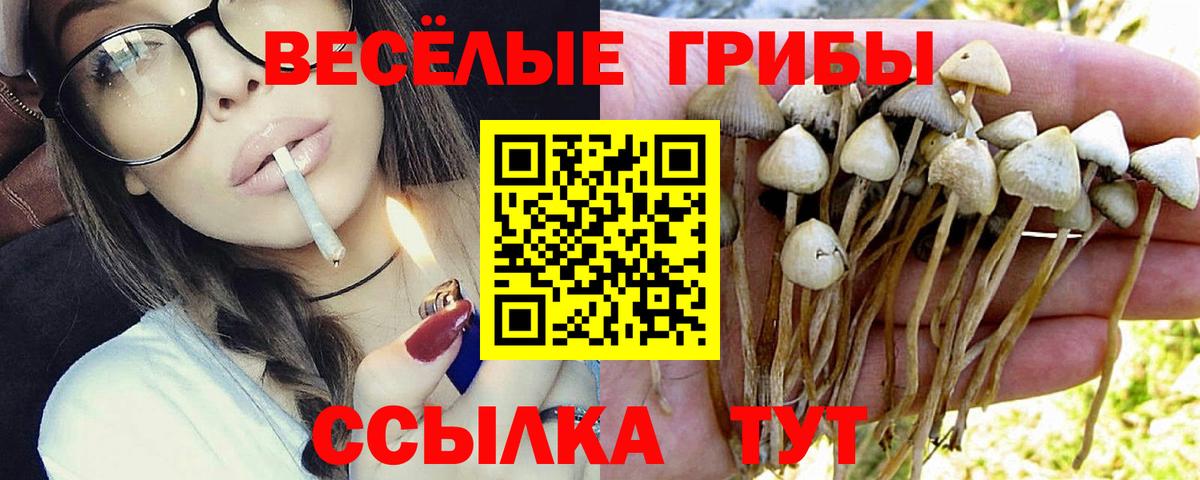магазин  наркотиков  Вход с VPN  Тосно  Псилоцибиновые грибы MAGIC MUSHROOMS 